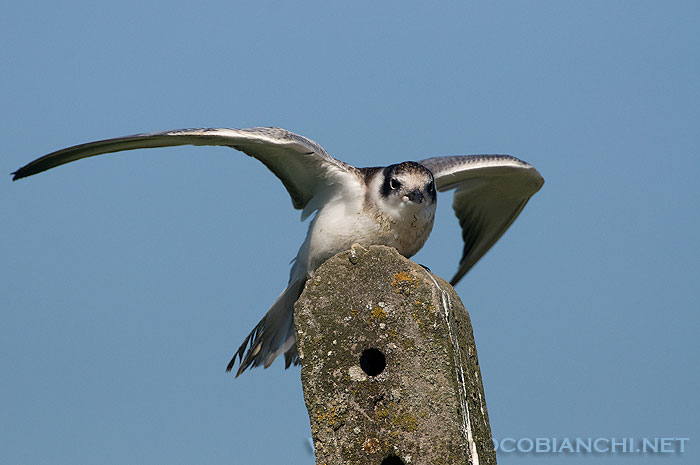giovane mignattino piombato ?